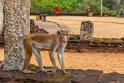 029 Polonnaruwa, ceylonkroonaap